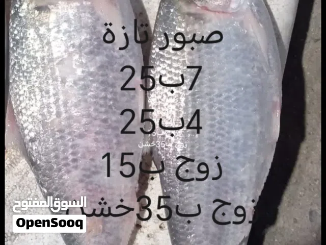 صبور تازة احجام مختلفة