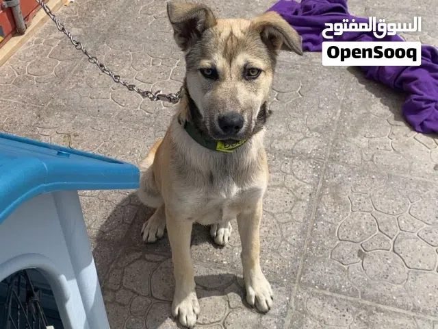 كلب كنعاني مكس مع هسكي للتبني عمره 6 اشهر مطعم وماخذ كل ادويته ما عنده اي امراض مع اغراضه وبيته