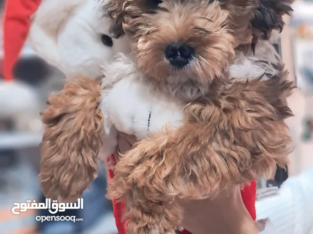 Maltipoo male
