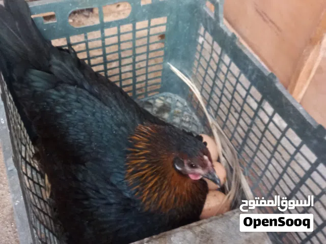 دجاجه كركه شرط صحه ونظافه تواصل واتساب