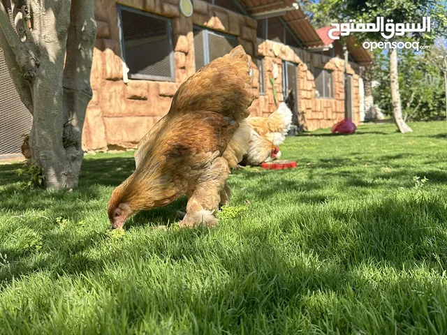 متوفر بيض من هادهي الامهات المكان طرابلس وادي الربيع