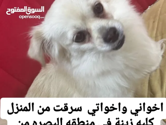 كلبة زينه مسروقه