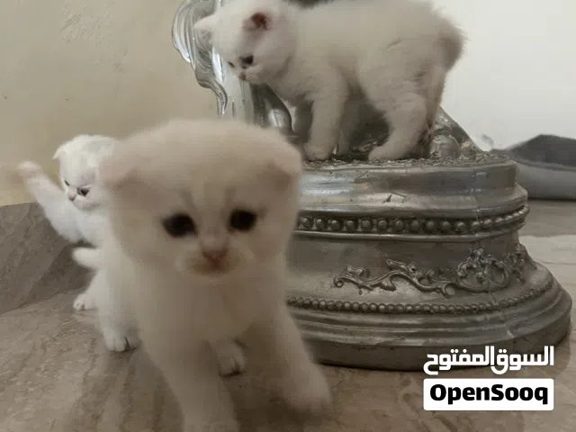 Scottish kittens for sale