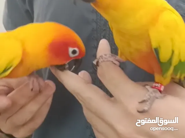 للبيع كامل ثلاثه أزواج منهن زوج معه 2 فراخ