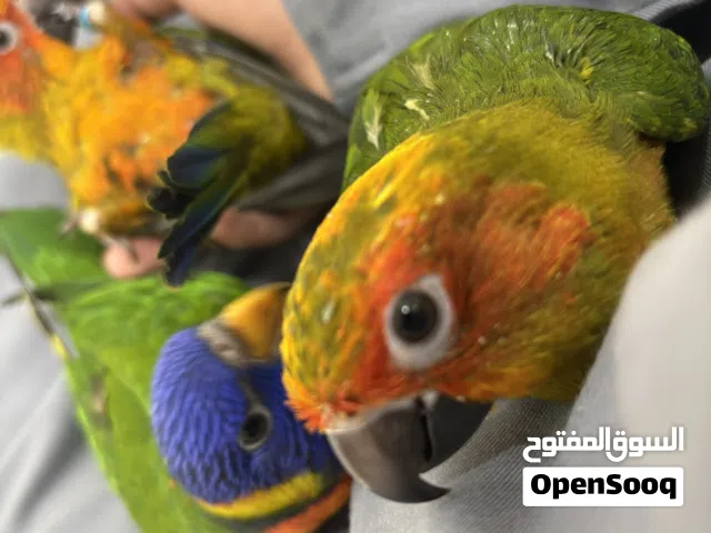 صن كنيور اليف هدد وصن كنيور ثاني اليف هدد. ولوري اليف هدد