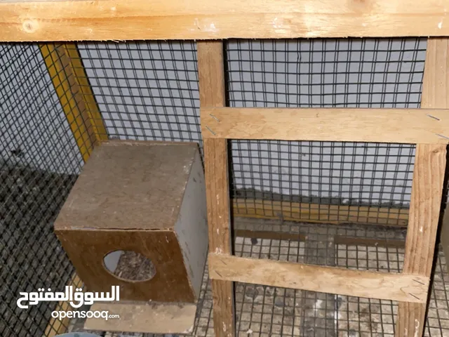 قفص للطيور