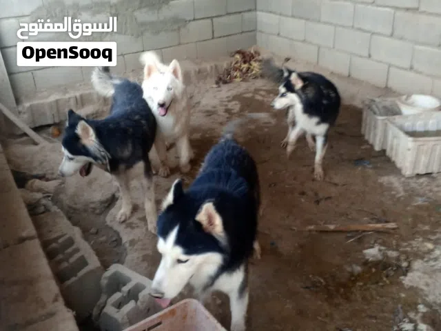 هاسكي للبيع