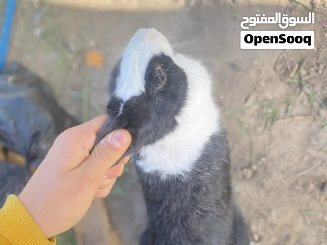 ارنب انتايه عشره للبيع عمرها حوالي 11 شهر عز من يكسب سعرهاا 90 دينار فقط