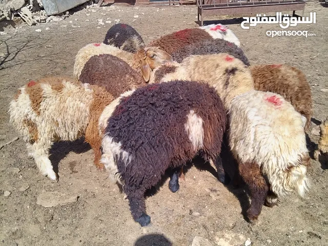 خرفان وعبور