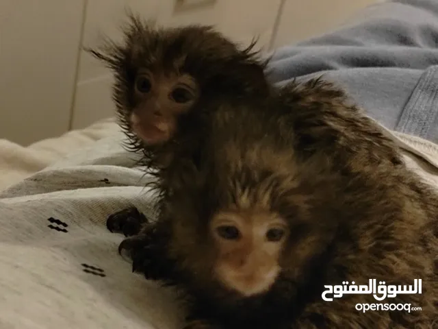 Marmoset Finger Monkey قرد مارموست أصغر قرد في العالم