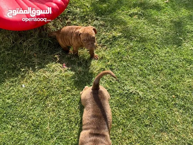جرو امريكان بولي العمر شهرين