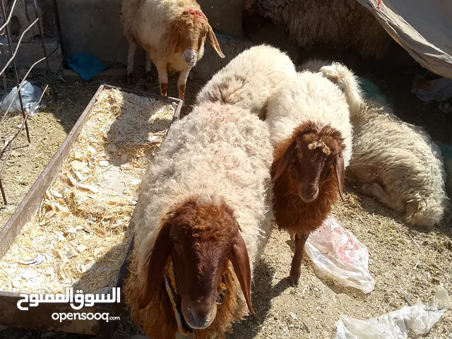 ذبائح بلدي لحم عروض بصلاة على النبي