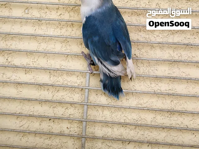 متاح انثي روز