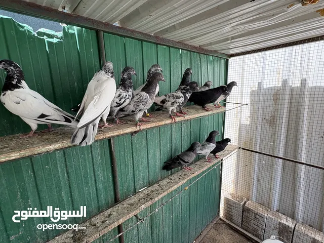 حمام باكستاني