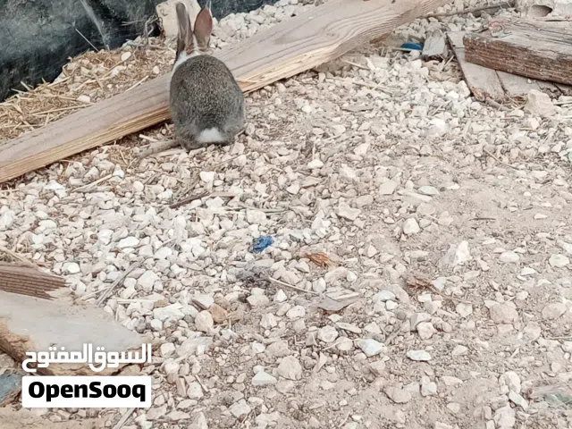 ارانب للبيع
