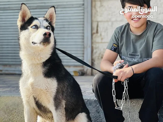كلب للتزاوج ذكر