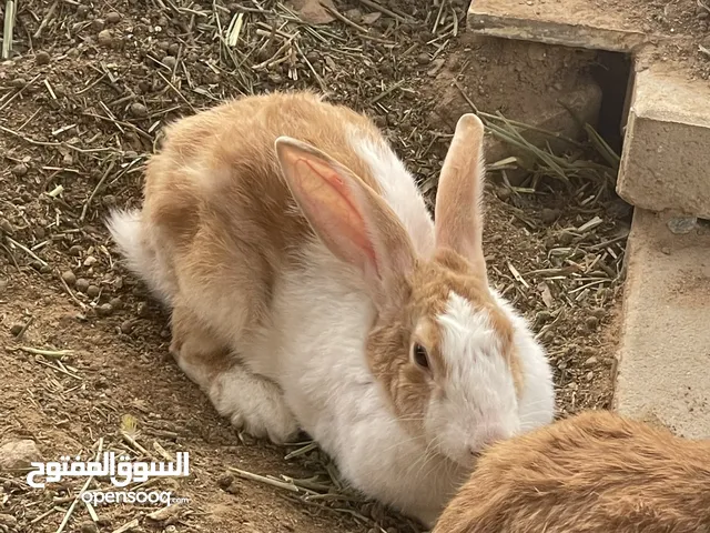 ارانب للبيع _ البريمي التواصل واتس اب فقط