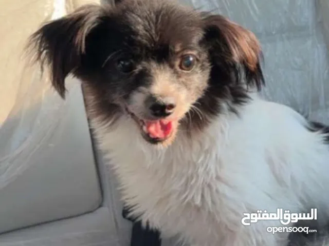 للبيع جيتزو