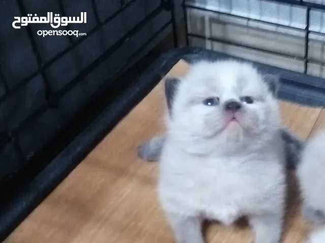 seal point mitted ragdoll
