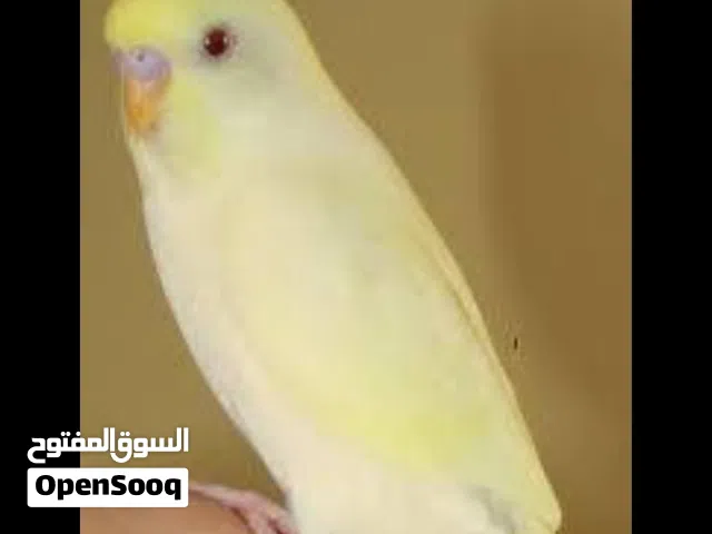 مطلوب طيور حب شكري نفس الي بالصورة عين حمره