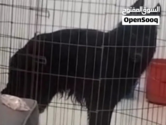 German Shepard black jack pure breed ...