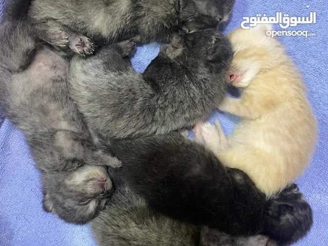 قطط الاب سكوتش فولد والام دومستيك