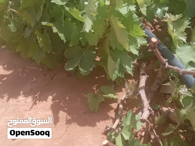 يوجد شتل عنب فراولة نوعية ممتازة للبيع للإستفسار على الهاتف