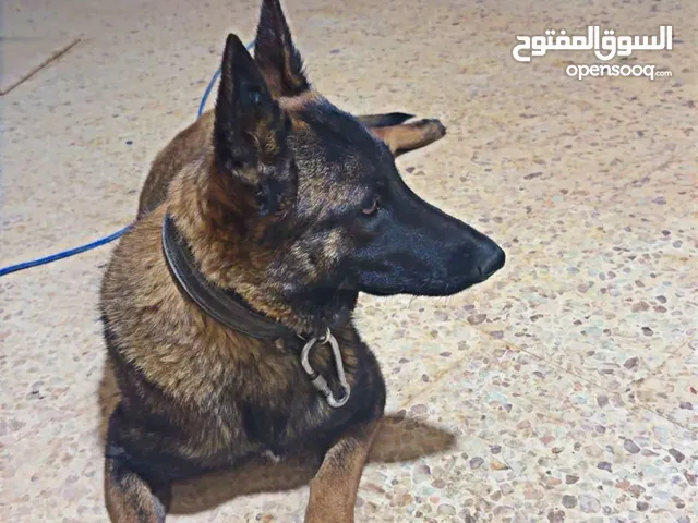 كلب مالينوا اوامر فل