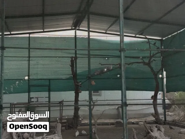 للبيع قفص محميه طيور حجم كبير مع الطيور.