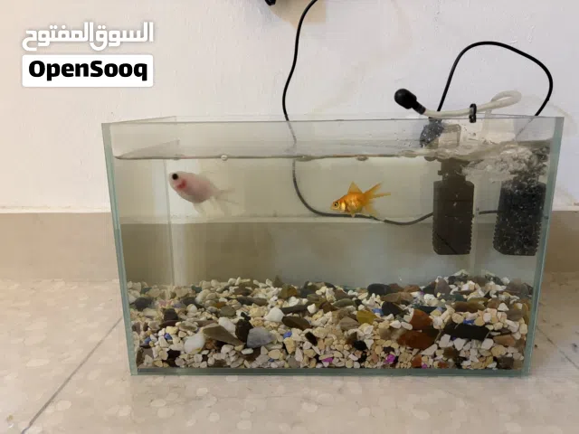 2 gold fish with fish tank