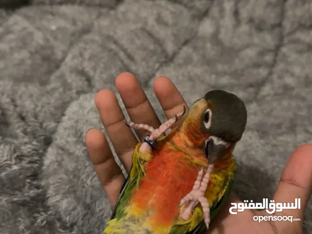 للبيع كنيور يلو سايد دبل ريد فاكتور