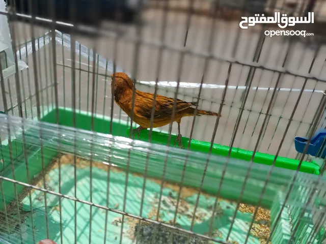 كناري للبيع فحول