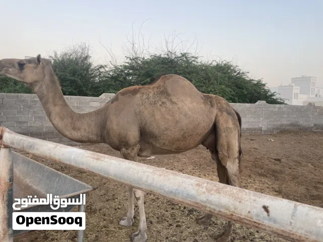 ناقه حليب للبيع تحتها قعود