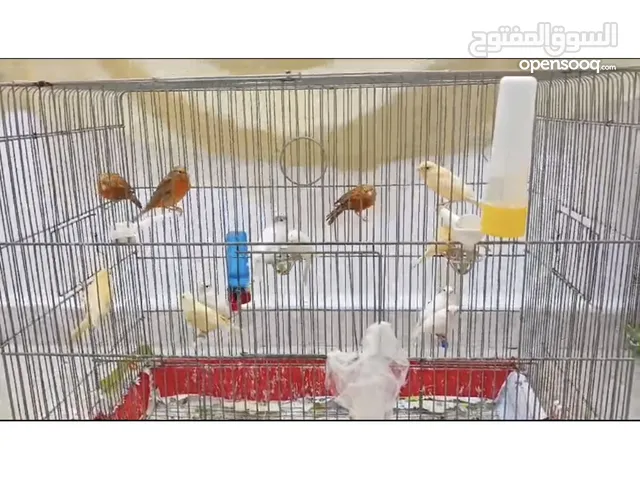 فراخ كنار عمر 4شهور