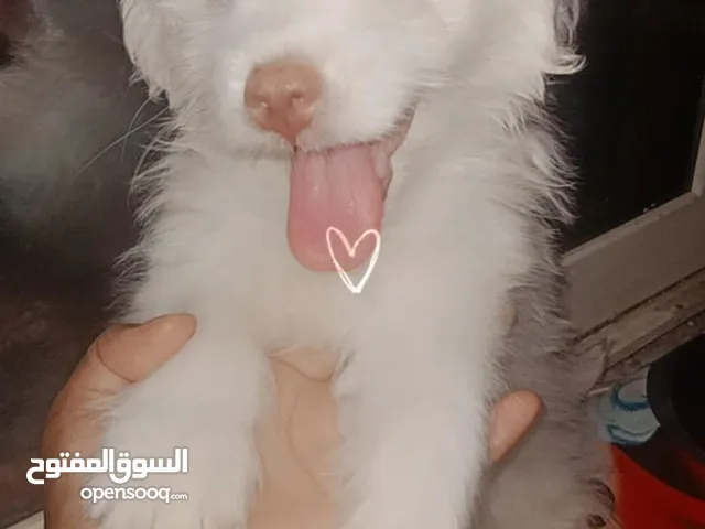 جراوي هفانيز