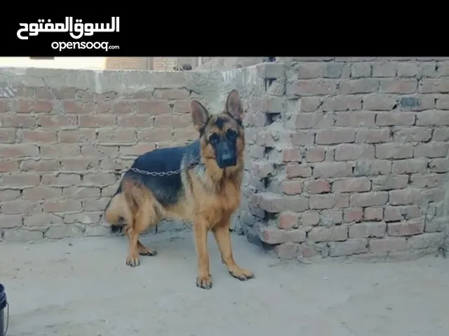 ذكر أهالي مستورد مشاء الله