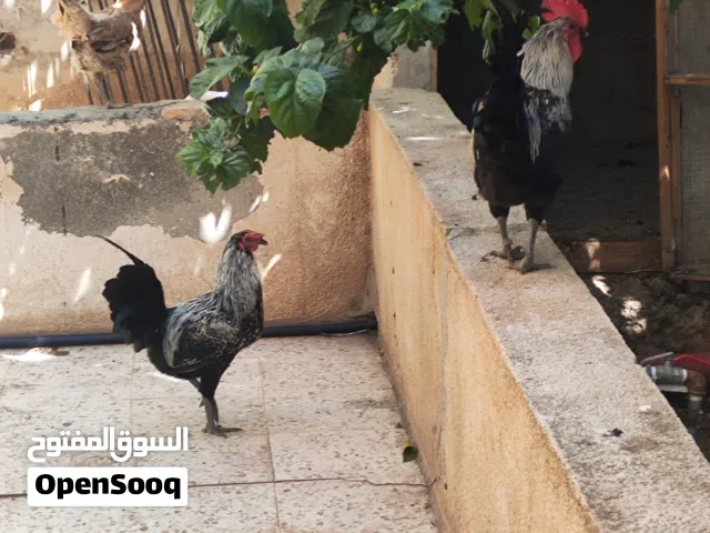 ديوك للبيع العمر سته اشهر الاثنين ليرتين ونص