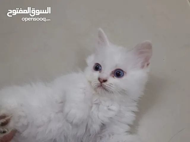 لاتبني قطط هملايا با رسوم