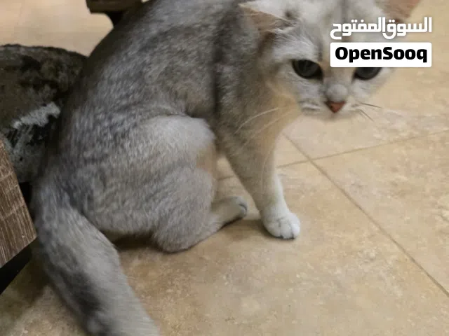 بسه سكوتش فولد شورت هير