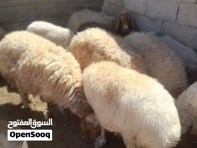 حلال اضاحي