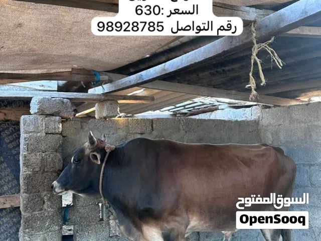 للبيع عجل عماني