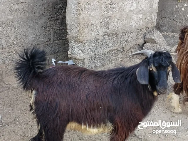 تيس عماني حلال الدار