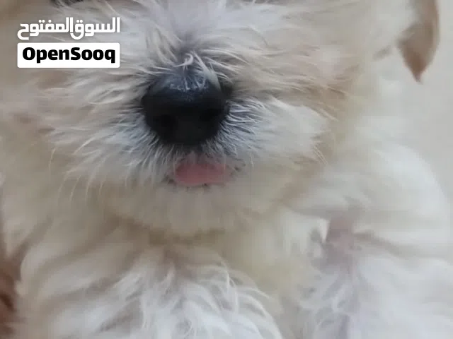 Maltese puppy for sale