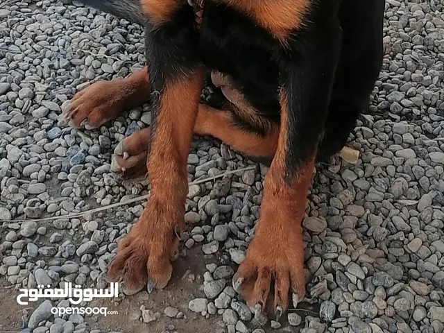 مطلوب كلب بيتبول للتلقيح