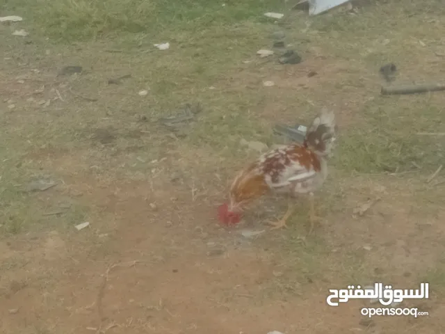 ديك7 لي بيع ماشاء الله تبارك الله