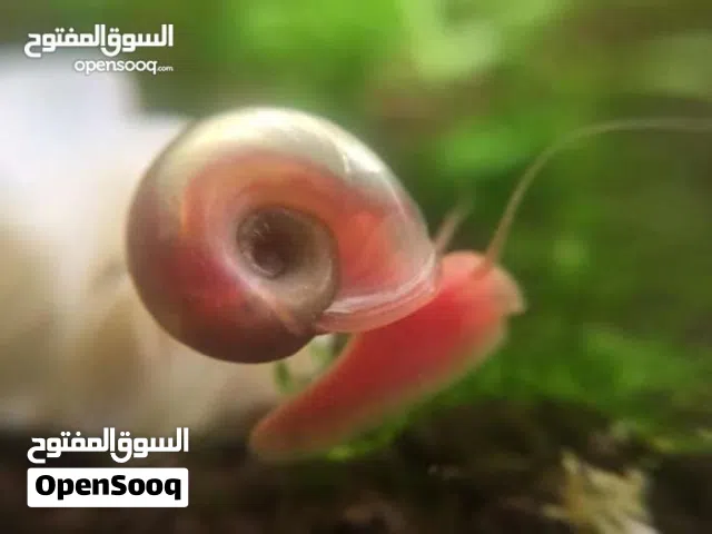 : حلزونات رامشورن الوردية
