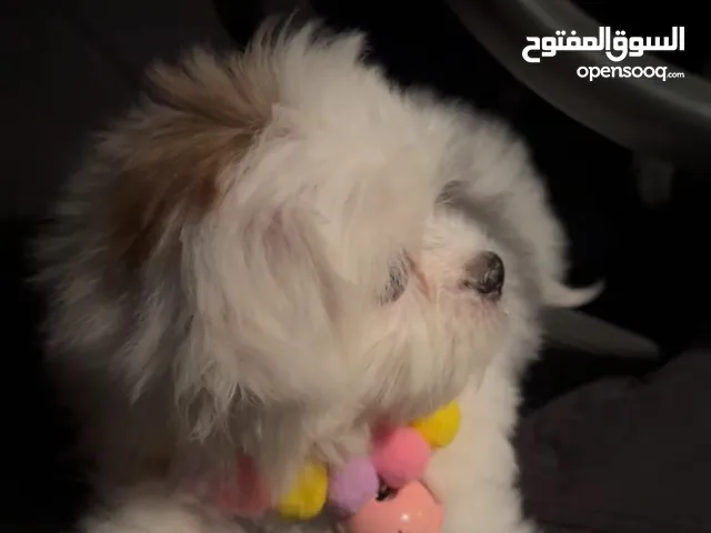 شتزو ميني لعوبه بصحه زينه