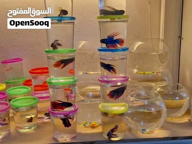 FISH for sale