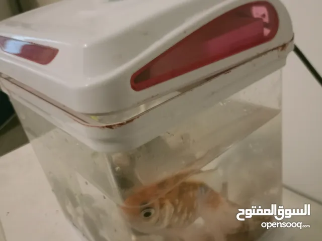 حوض سمك الالون