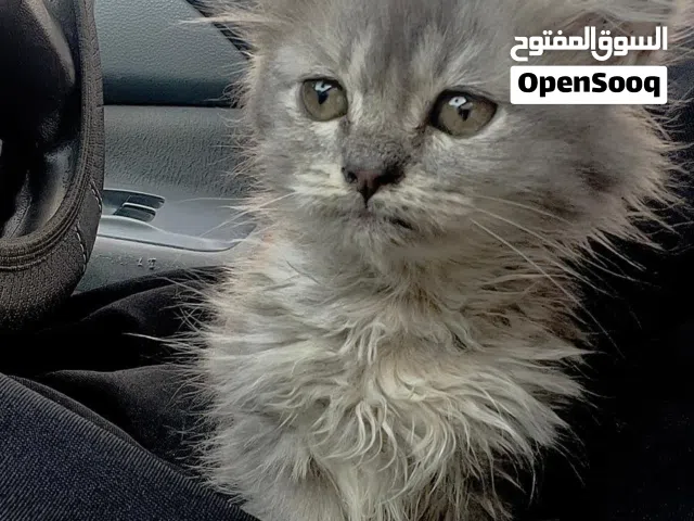 قطه عمرها شهرين بصحه جيده